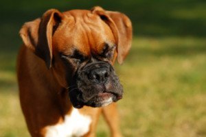 A observação é o melhor remédio! Cuidando de seu cachorro que espirra demais
