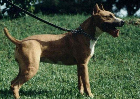 Um cão para quem busca segurança! Utilidades para o dogue brasileiro