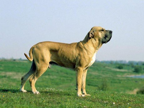 Calma e serenidade que escondem um grande instinto protetor! Características do fila brasileiro