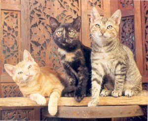 Um gato bem brasileiro! Características do pelo curto brasileiro
