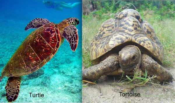Tartaruga terrestre e aquática: diferenças! Diferenças entre tipos de tartarugas