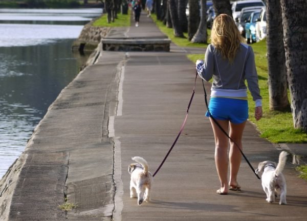 Como treinar seu cachorro para caminhar? Caminhando com seu cachorro