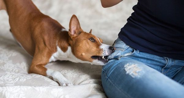 Quando seu cão se torna agressivo, trate o quanto antes! Cachorro agressivo e cuidados