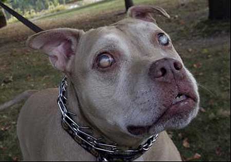 Não se desespere, pois cãozinho ficando cego há soluções para ajudar! Cão ficando cego e o que ser feito