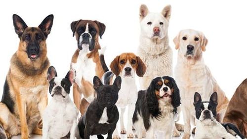 Por que se preocupar com as doenças de uma raça de cão? Raças de cães e doenças