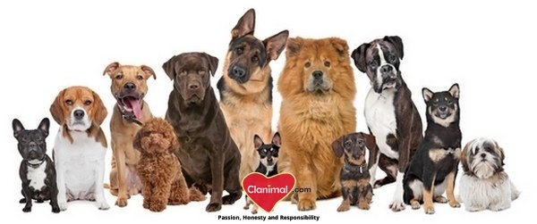 Quais raças de cães combinam mais com você? Como escolher raça de cão