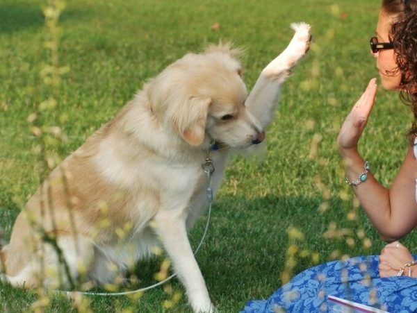 Como treinar seu cão? Cão dando a pata para dona