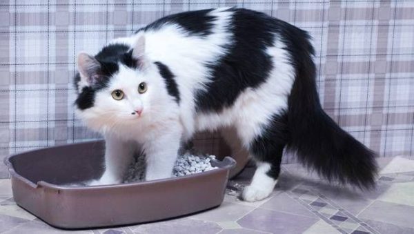 Por que seu gato não está usando a caixinha de areia? Gato que não usa caixa de areia