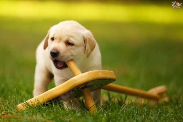 Agrade seu cão com as coisas mais simples! Como agradar seu cão