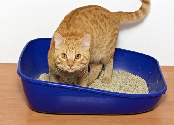Como se ver livre do cheiro da caixa de areia do gato? Remover cheiro de caixa de areia