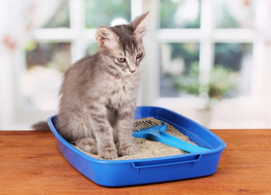 Onde colocar a caixa de areia do seu gato? Caixa de areia de gato