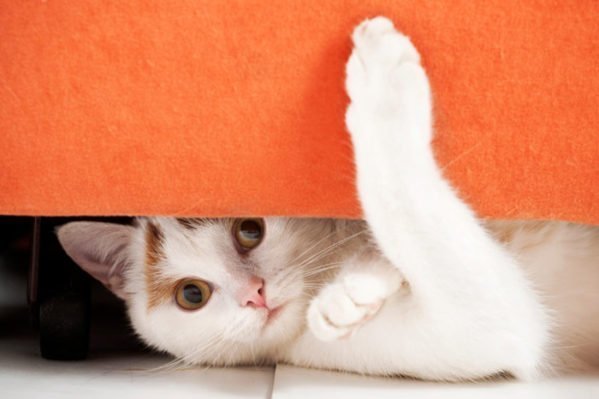 Aprenda como lidar com um gato conhecendo seus comportamentos! Como lidar com gatos