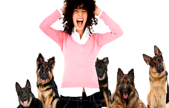 Como tratar o medo de cães? Medo de cães