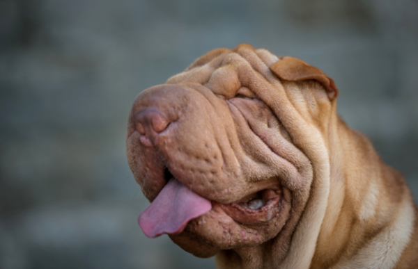 Como cuidar do sharpei? Olhos do sharpei