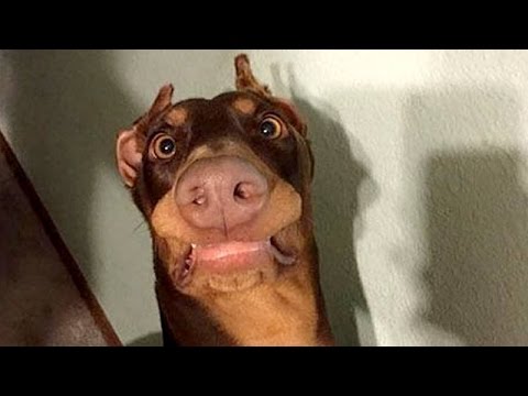 Que tal conhecer mais de seu cachorrinho? Curiosidades sobre cães