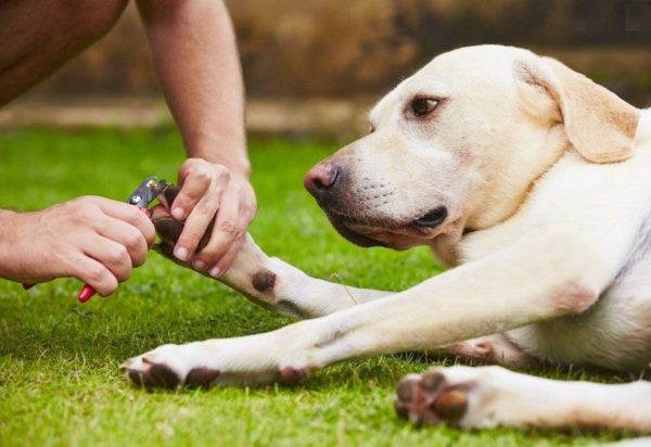 Como cortar as unhas do cachorro? Cortar unhas de cachorro