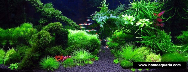 Quais plantas escolher para meu aquário marinho? Plantas para água salgada