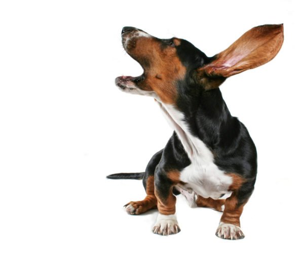 Como entender o latido do seu cachorro? Latido de cachorros