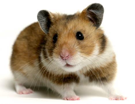 Criar hamster