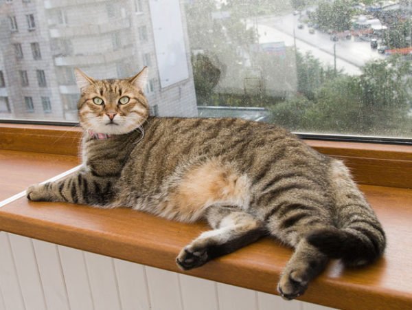 Como ter gato em apartamento