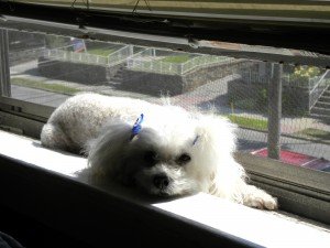 É proibido cachorro em apartamento