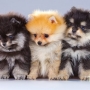 Lulu da Pomerânia: cores, preço, e mais sobre a raça!
