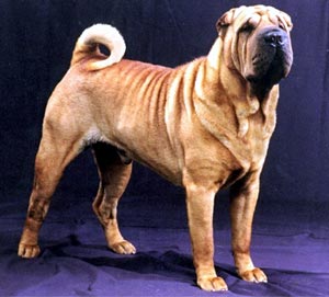 Cuidados com a raça Sharpei