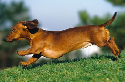 Cuidados com o cachorro Daschund