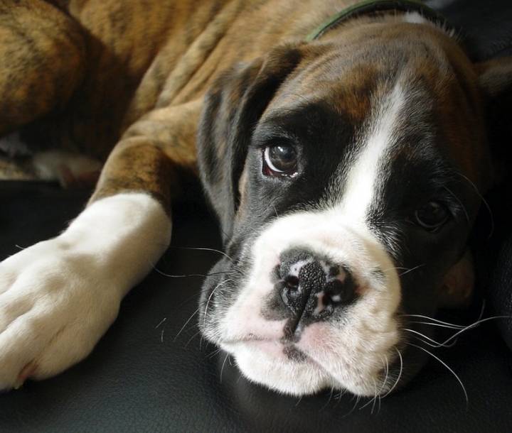 Cão da raça Boxer