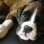 Cachorro da raça Boxer