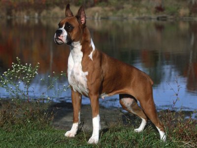 Como cuidar do Boxer