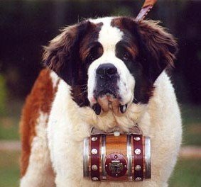 Cuidados com cachorro São Bernardo