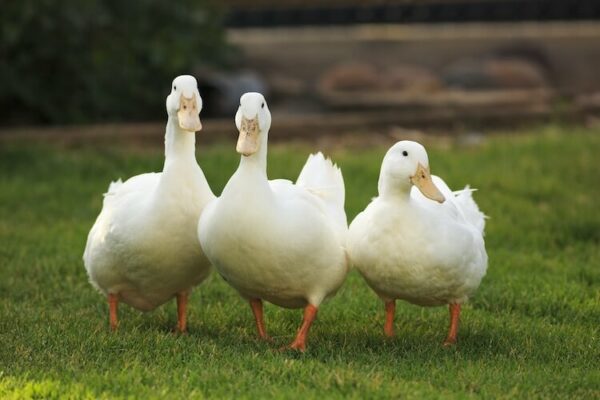 Pato de estimação