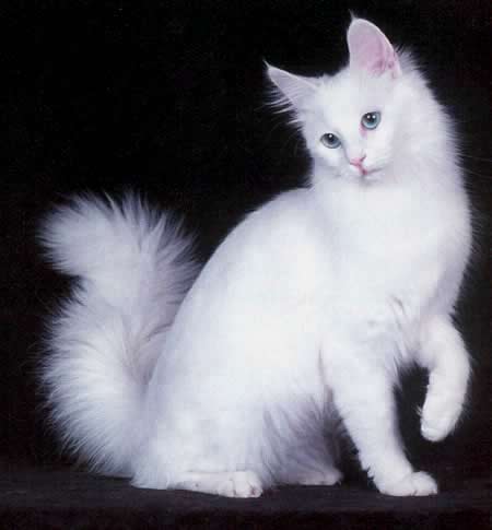 Cuidados com o gato Angorá