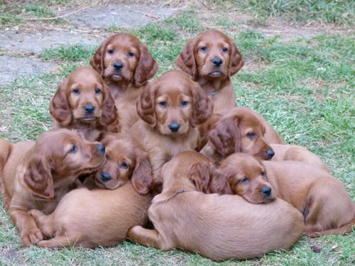 Preço do Setter Irlandês