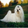 Cachorro da raça Maltês – Fotos e filhotes