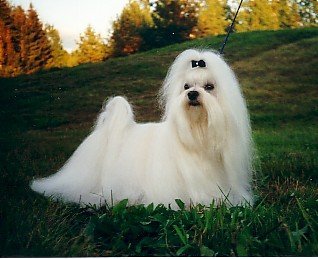 Cão da raça Maltês