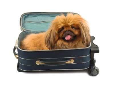 Férias cachorro