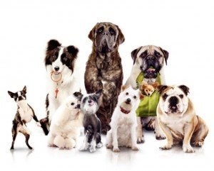 Hospedagem para cães
