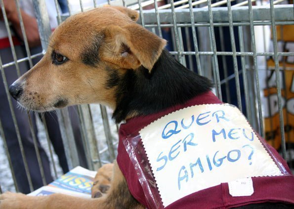 Adotar cachorro