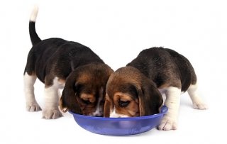 Ração para cães