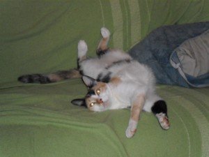 Castração de gato