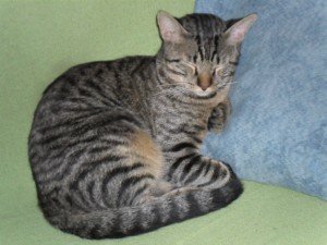 Castração de gatos