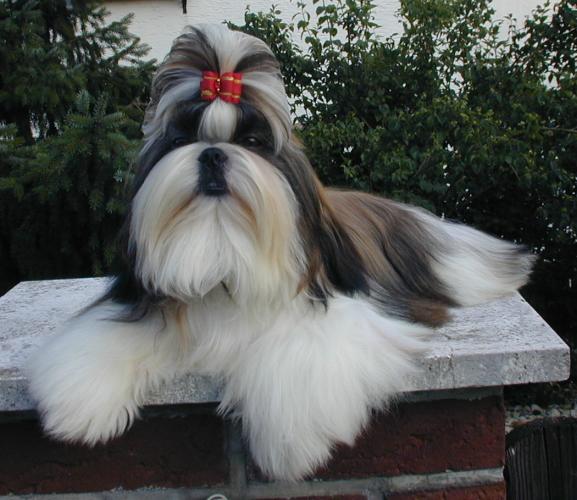 Cuidar de Shih Tzu