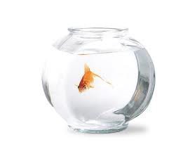 Aquário globo para peixes
