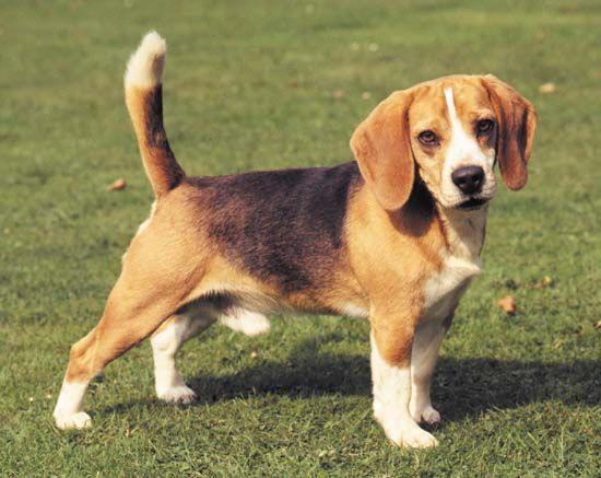 Características do Beagle