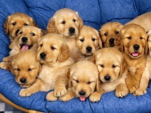 Comprar cachorros
