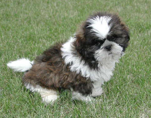 Comprar Shih Tzu