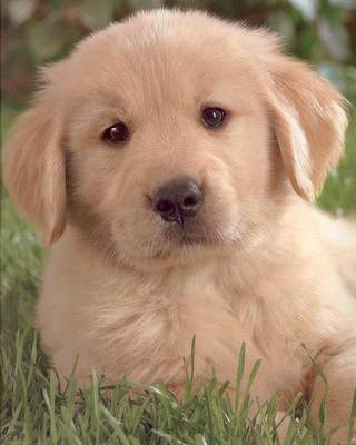 Como cuidar de Golden Retriever