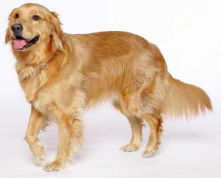 Como é o Golden Retriever
